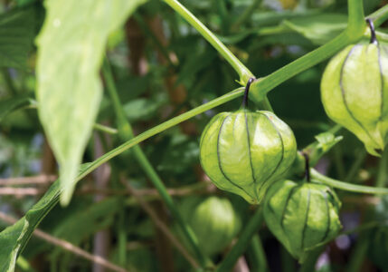 Tomatillo Young Organic Plant Physalis Philadelphica